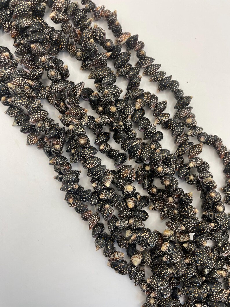 Pyrene Shell Pyrene Whole Shell Beads. 15