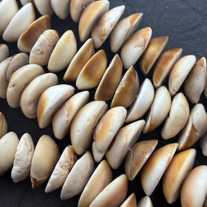 May include: Close-up of strands of natural shell beads. The beads are a mix of off-white and tan, with a smooth, polished surface. The shells are strung together, creating a necklace or bracelet.
