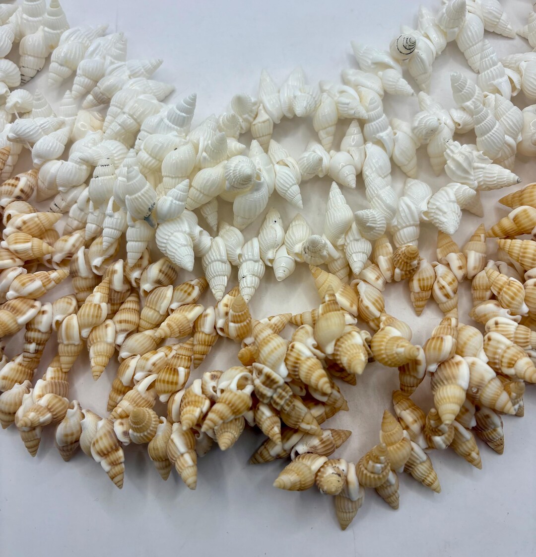 Spiral Whole Shell Beads. 15