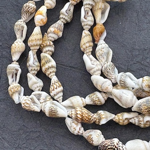May include: Strands of natural seashells in various shapes and sizes, strung together to create a necklace or decorative element. The shells display a range of colors, including white, tan, and brown, with intricate patterns and textures.