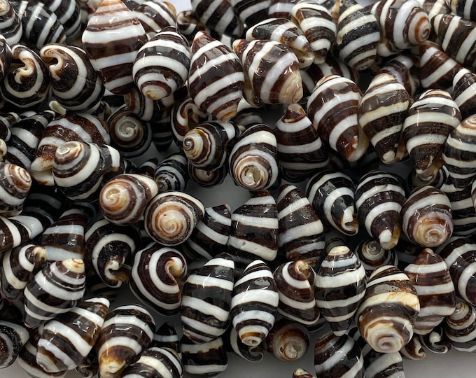 Striped Pyrene Whole Shell Beads. 15 Strands of Black and White Pyrene ...