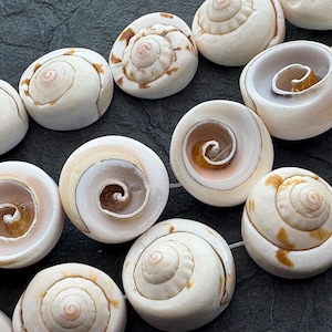 May include: Close-up of several white and tan spiral-shaped seashells. The shells have a smooth, rounded exterior with a prominent spiral pattern in the center. Some shells have brown markings. The shells are arranged closely together.