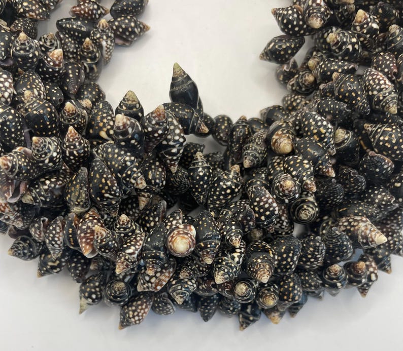 Pyrene Shell Pyrene Whole Shell Beads. 15