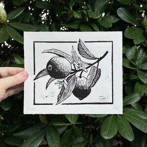 Horizontally oriented linocut print of a lemon tree branch with 2 lemons, 2 flowers, and 6 leaves. A rectangular black border runs around the branch, leaving 1 inch of white space around the print edge. Leaves overlap the border in three places