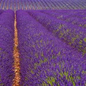 Metal Print - Lavender Field, Provence, France, Landscape Photo, Photography, Wall Art, Scenic, Aluminum, Purple Flowers