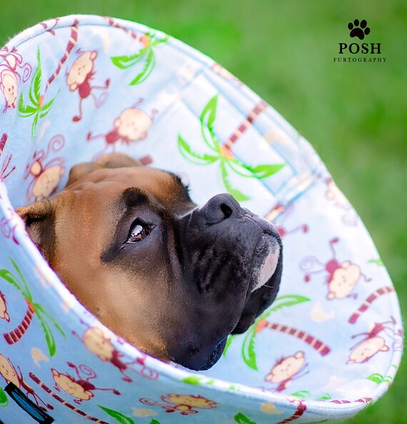 Fabric Dog Cone Pink Flower Print Comfortable Soft Medical Cone for Dogs and Cats Elizabethan Collar Alternative Pet Recovery Cone Etsy