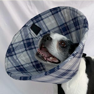 May include: A dog wearing a blue and white plaid fabric cone collar. The cone is designed to prevent the dog from licking or scratching a wound.