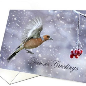 Carte de Pinson, salutations de la saison, Noël, vacances, carte, Pinson, pinson dans la neige, carte de Noël oiseau