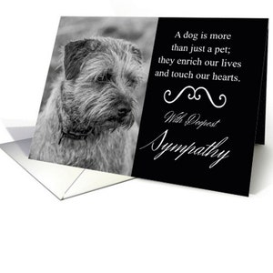 Pérdida de perro de mascota / simpatía / con tarjeta reflectante Border Terrier