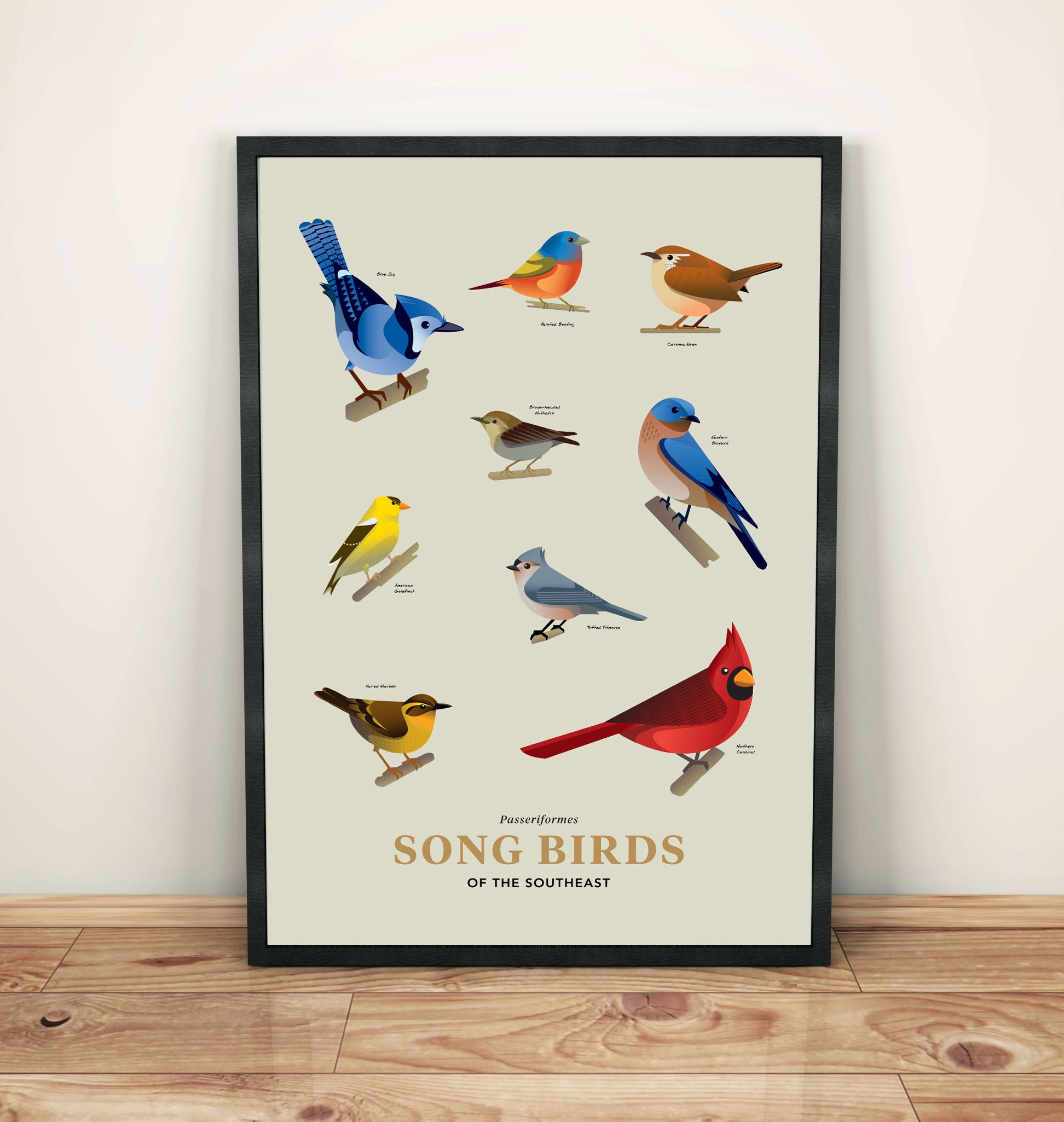 Bird Photography Samoa Kinderen Bluebird Zangvogels Van De