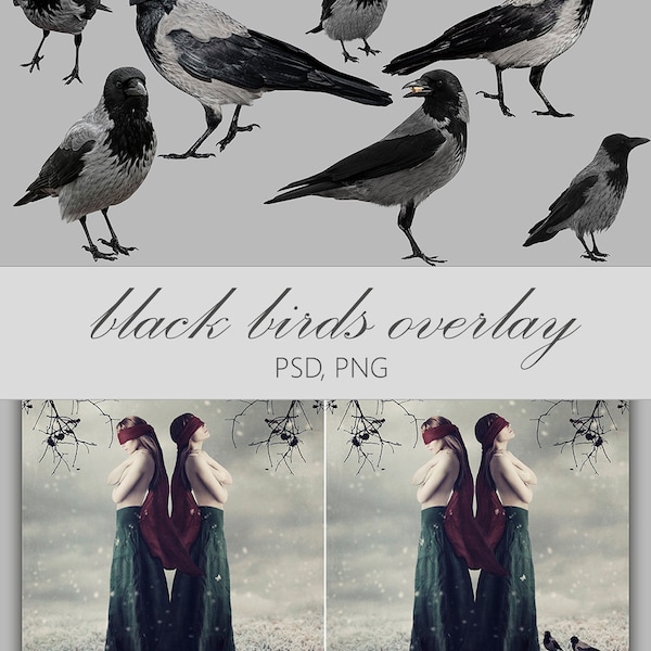 black birds, photo overlay, Photography overlay, birds overlay, digital scrapbooking, digital overlay, birds photography, crow photo overlay