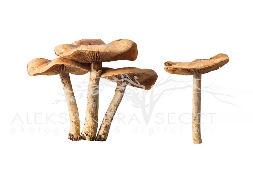 Mushroom Overlays Photoshop Overlays Autumn Photo Overlays - Etsy