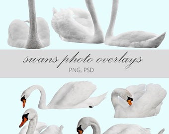 white swans digital overlay, photo overlay, swan photo overlays, digital scrapbook, photography overlays, swan photography, birds overlay