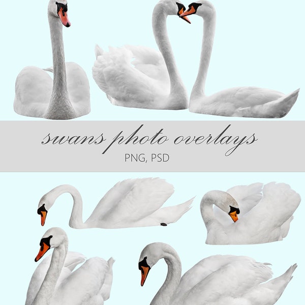 white swans digital overlay, photo overlay, swan photo overlays, digital scrapbook, photography overlays, swan photography, birds overlay