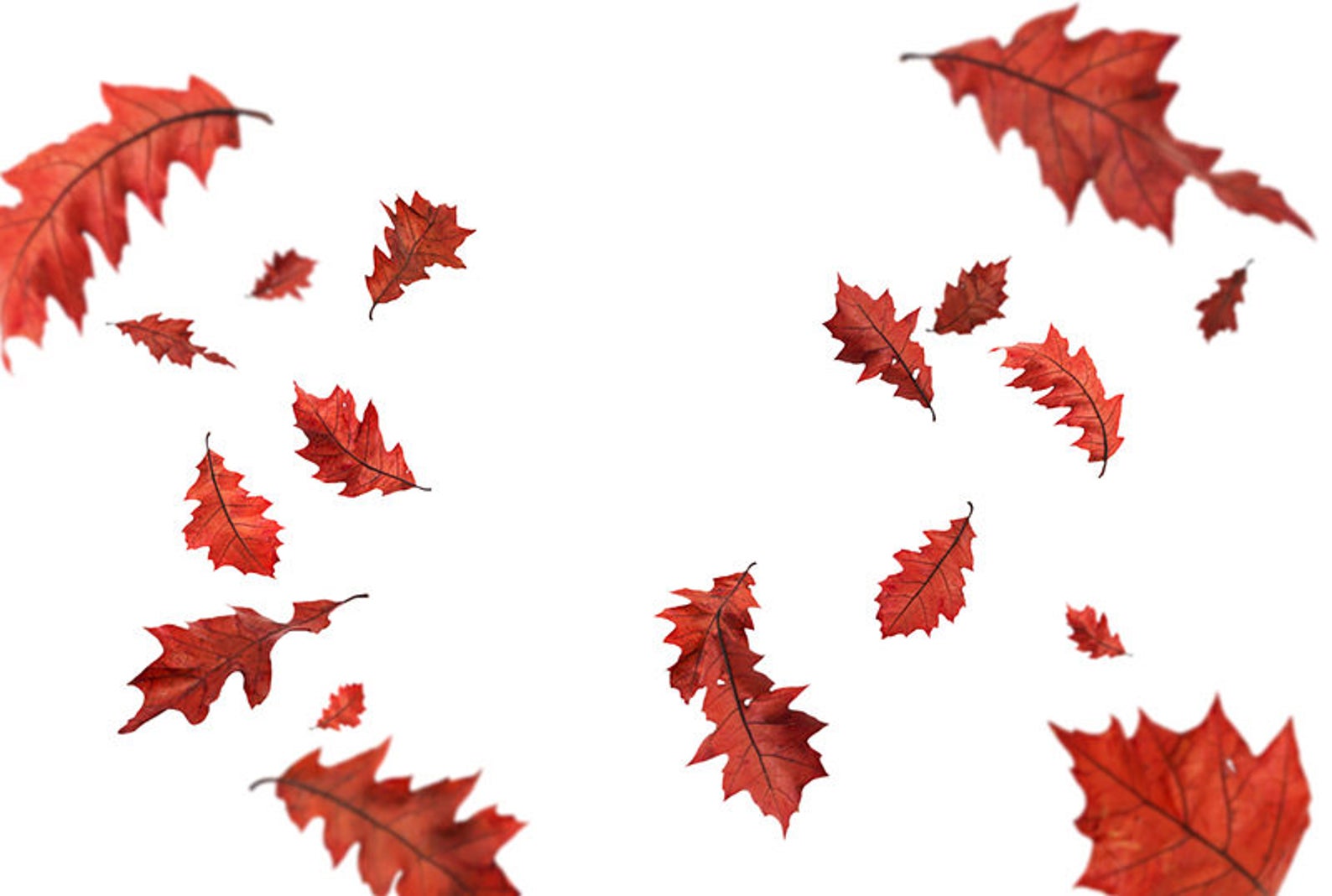 Autumn Leaves Overlays, Digital Overlay, Falling Leaves, Fall Leaves