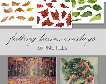 Autumn Leaves Photo Overlays: 60 PNG Fall Photography Effects (Digital Overlay)
