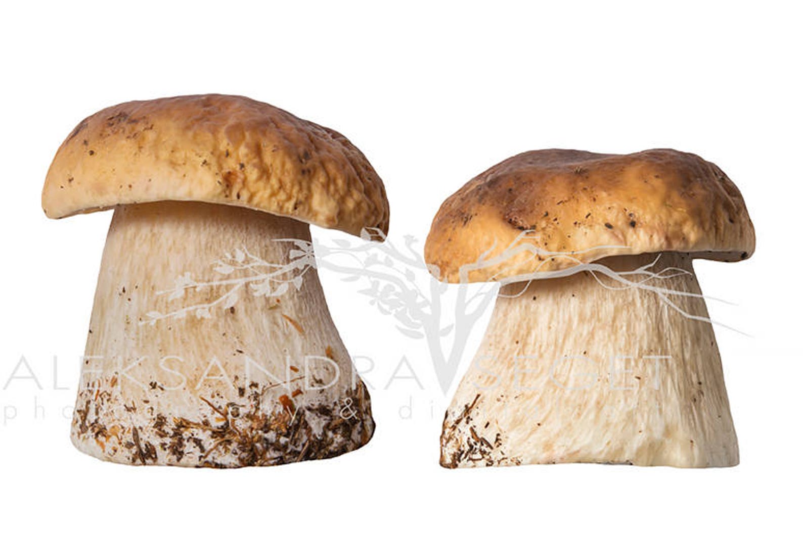 Mushroom Overlays Photoshop Overlays Autumn Photo Overlays - Etsy