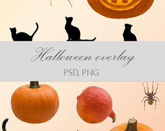 Halloween overlays, photo overlays, pumpkin overlay, spider overlays, cat photography, cat clip art, pumpkin photography