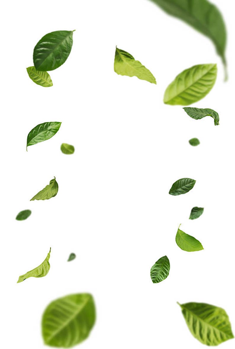 Falling Leaves Overlays, Digital Overlay, Photography Overlays, Green