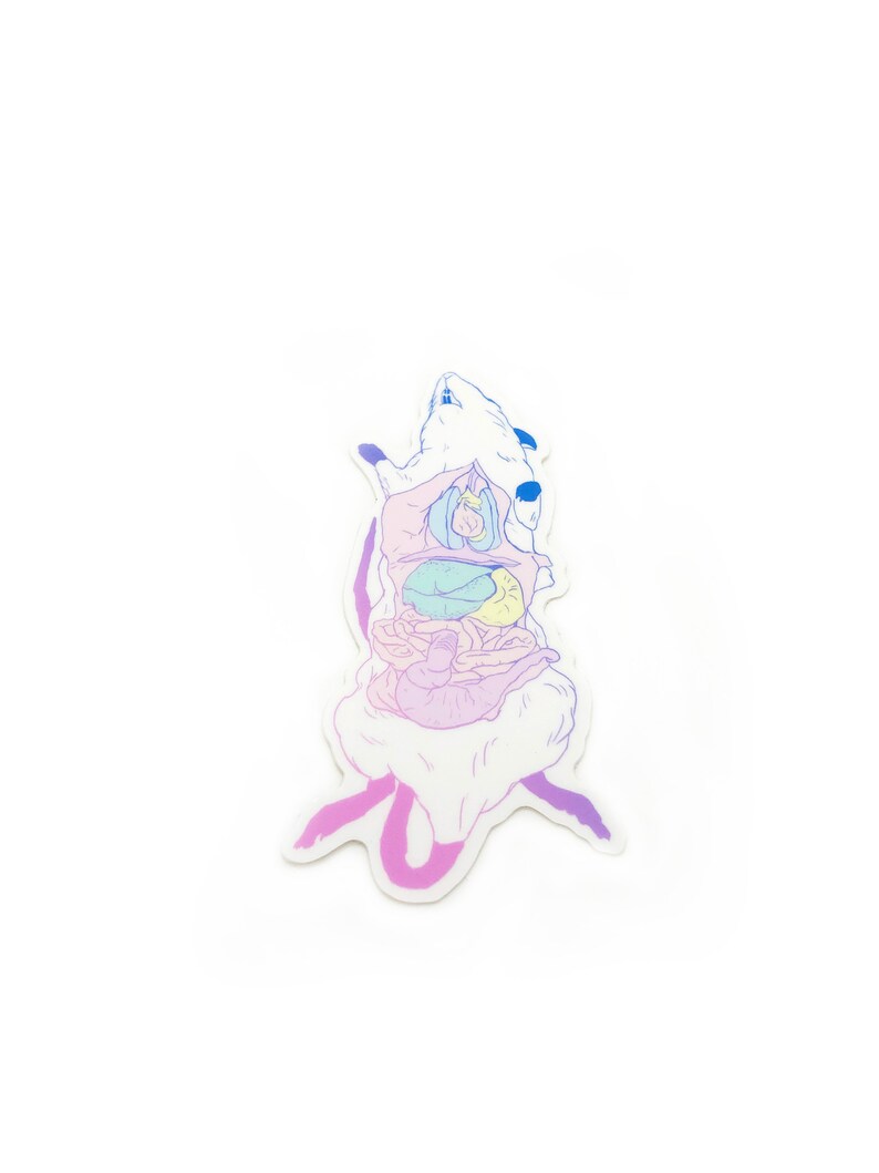 Dissection Vinyl Sticker - dissected frog, dissected pig, dissected rat, science sticker, biology, animal science gift, animal anatomy image 5