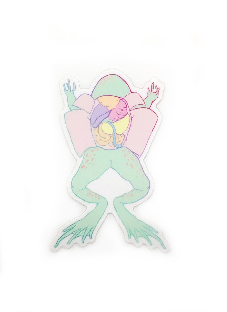 Dissection Vinyl Sticker - dissected frog, dissected pig, dissected rat, science sticker, biology, animal science gift, animal anatomy image 7