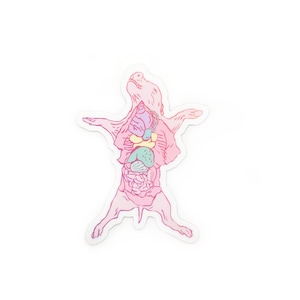 Dissection Vinyl Sticker - dissected frog, dissected pig, dissected rat, science sticker, biology, animal science gift, animal anatomy image 8