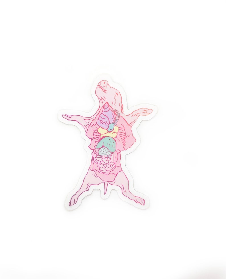Dissection Vinyl Sticker - dissected frog, dissected pig, dissected rat, science sticker, biology, animal science gift, animal anatomy image 8
