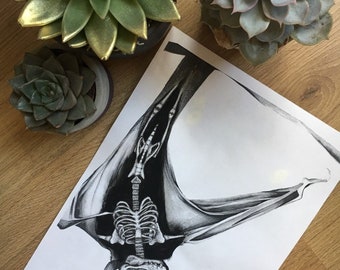 X-Ray Bat Print