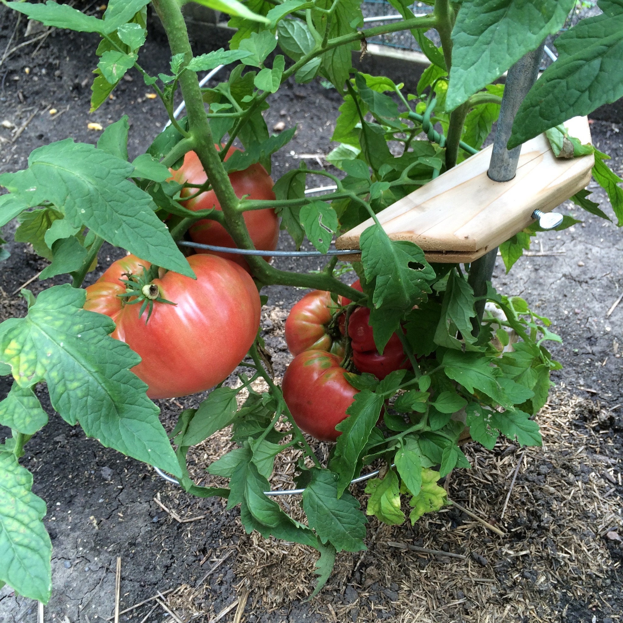 What Happens When You Put Copper Wire Through a Tomato Stem? 