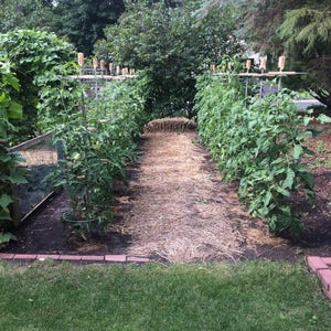 Tomato and Plant Support System (set of 4 rings)