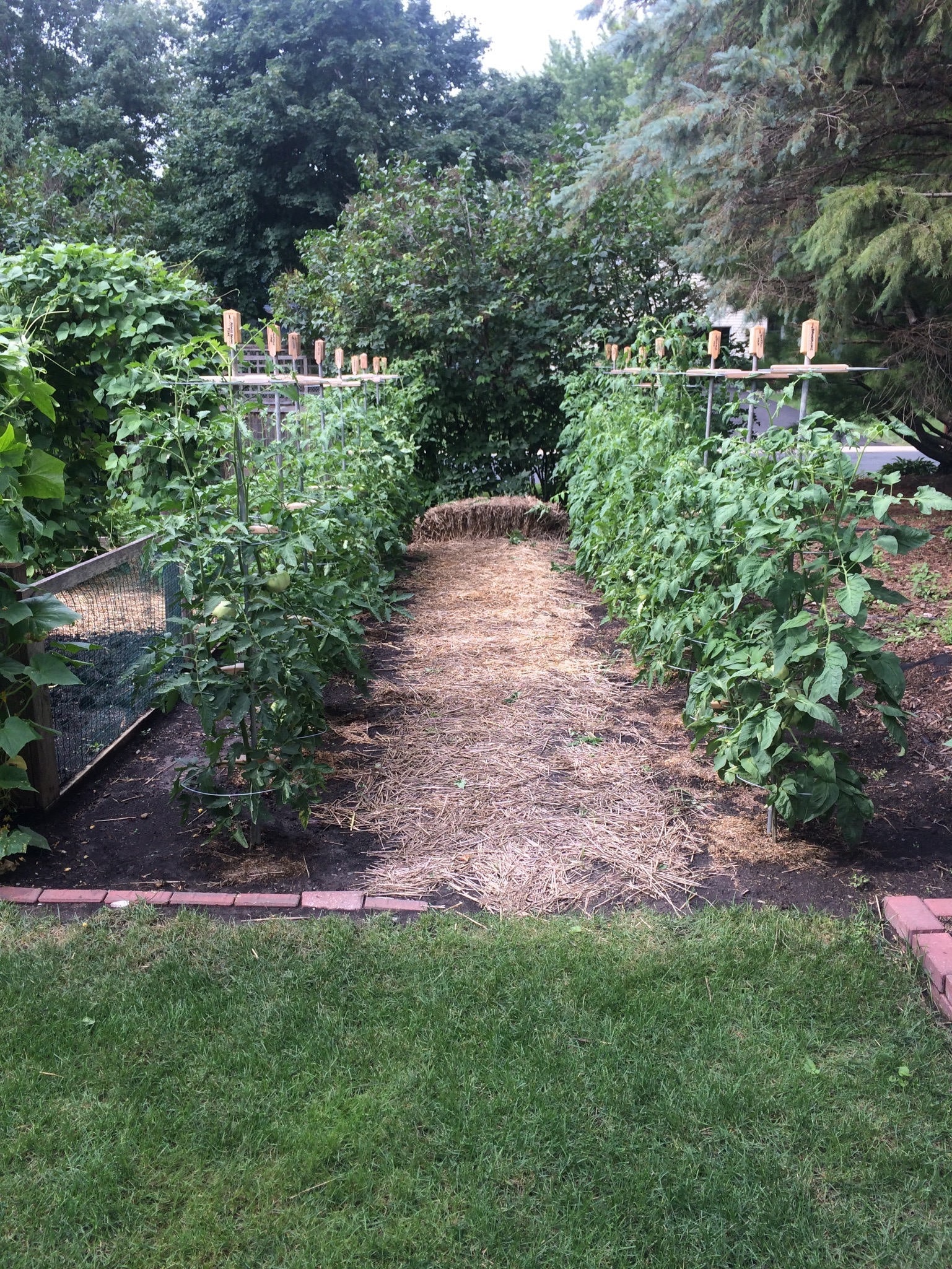 Tomato Cages for sale 72 ads for used Tomato Cages