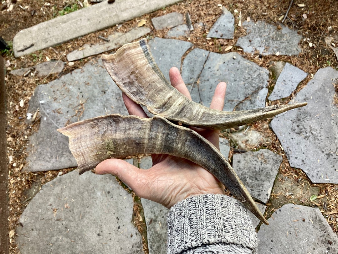 Large Goat Horns Horns Goat Horn Set 10 Tip to Tip 11 1/2 Etsy