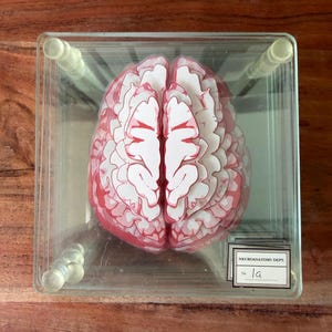 May include: A layered paper model of a human brain in shades of pink and white, encased within a clear square glass box. The display features a small rectangular label in the bottom right corner with the text NEUROANATOMY DEPT. and the handwritten notation 1a.