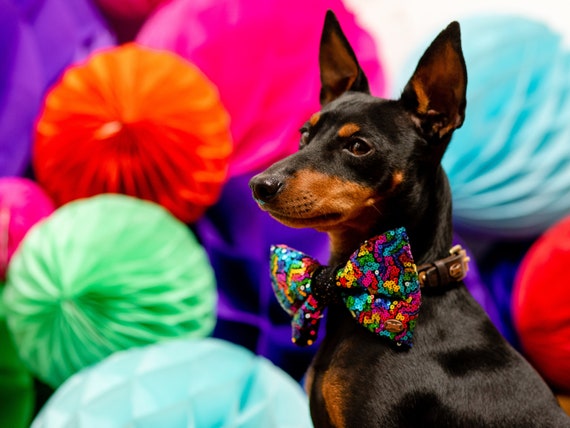 Rainbow dog outlet bow tie