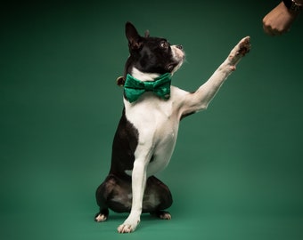Gracious Green Luxurious Velvet Dog Bow Tie | Dog Accessory | Dog Birthday Gift | Dog Wedding Bow Tie | New Puppy Gift | Dog Mum Gift