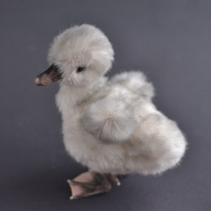 Plush baby swan MADE TO ORDER, realistic stuffed bird, lifelike animal art doll