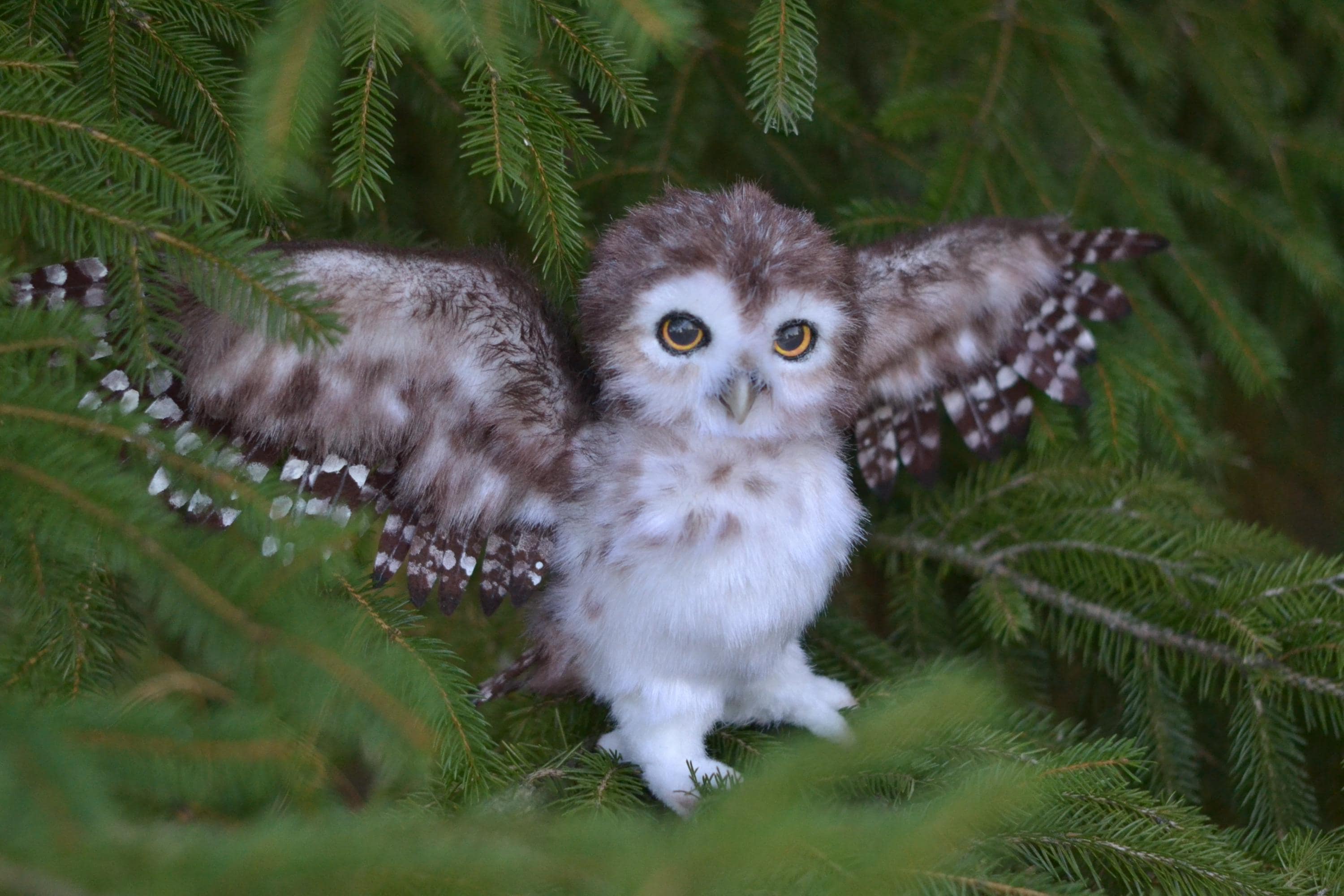 Little Owl Art Doll, Realistic Owl Plush, Handmade Collectible Bird, Poseable Wildlife Doll, OOAK Ow