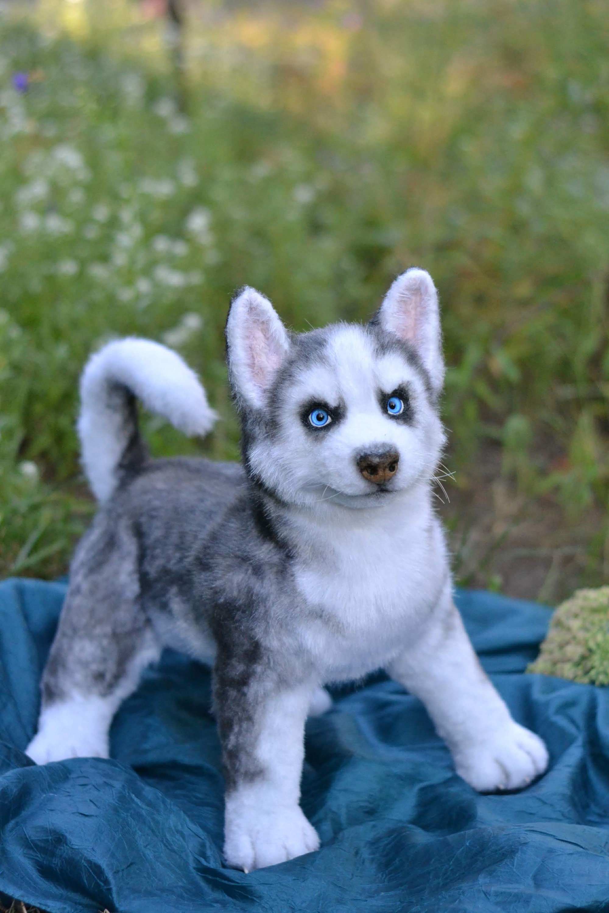 Teenie And Her Husky