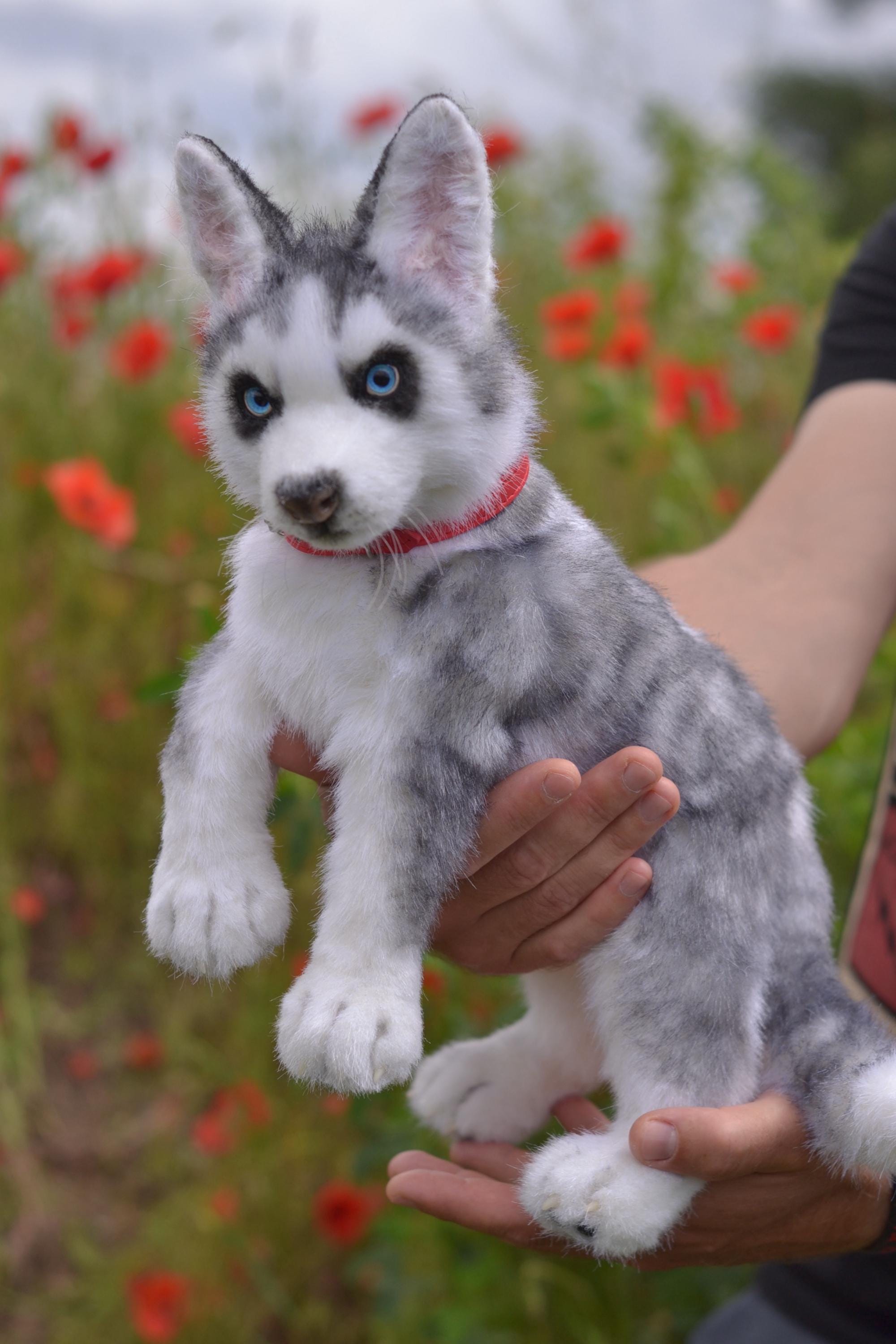 Siberian Husky Puppy Best Toy For Husky Siberian Husky Price In