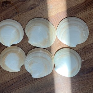 May include: Six white clam shells with brown stripes on a wooden surface.