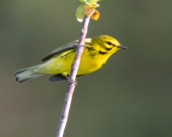 Prairie Warbler, Birding, Bird Photography, Warbler, Perching Bird,
