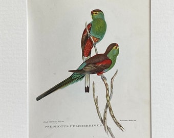 Gould’s Tropical Birds bookplate print in mount - Psephotus Plucherrimus