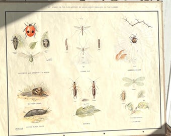 Vintage Garden Insect Poster: 1950s School Nature Table Art