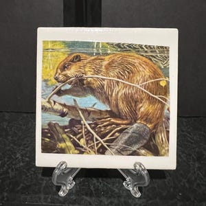 May include: A ceramic tile coaster featuring a vintage illustration of a brown beaver gnawing on a branch in a forest setting.