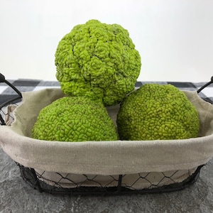 Concrete Home Decor Hedge Apple / Osage Orange / Horse Apple / Monkey Ball / Hedge Ball / Pomifera Hand Crafted USA Cement Green Fruit