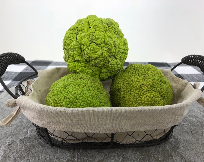 Concrete Home Decor Hedge Apple / Osage Orange / Horse Apple / Monkey Ball / Hedge Ball / Pomifera Hand Crafted USA Cement Green Fruit