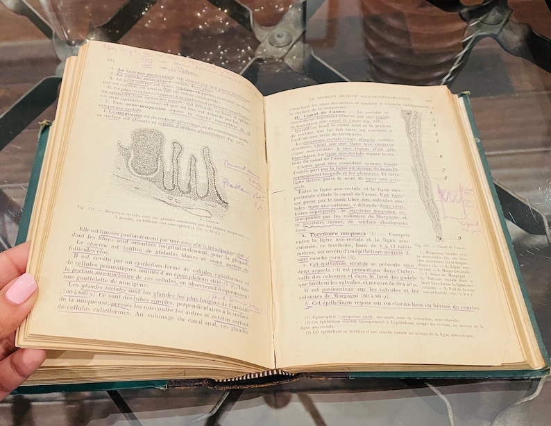May include: An open vintage book with a detailed illustration of a biological specimen. The text on the page discusses the structure and function of the specimen. The book is open to a page with the title "Territoire musculaire".