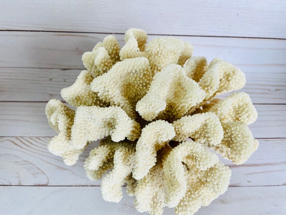 Natural Coral Specimen -  Canada