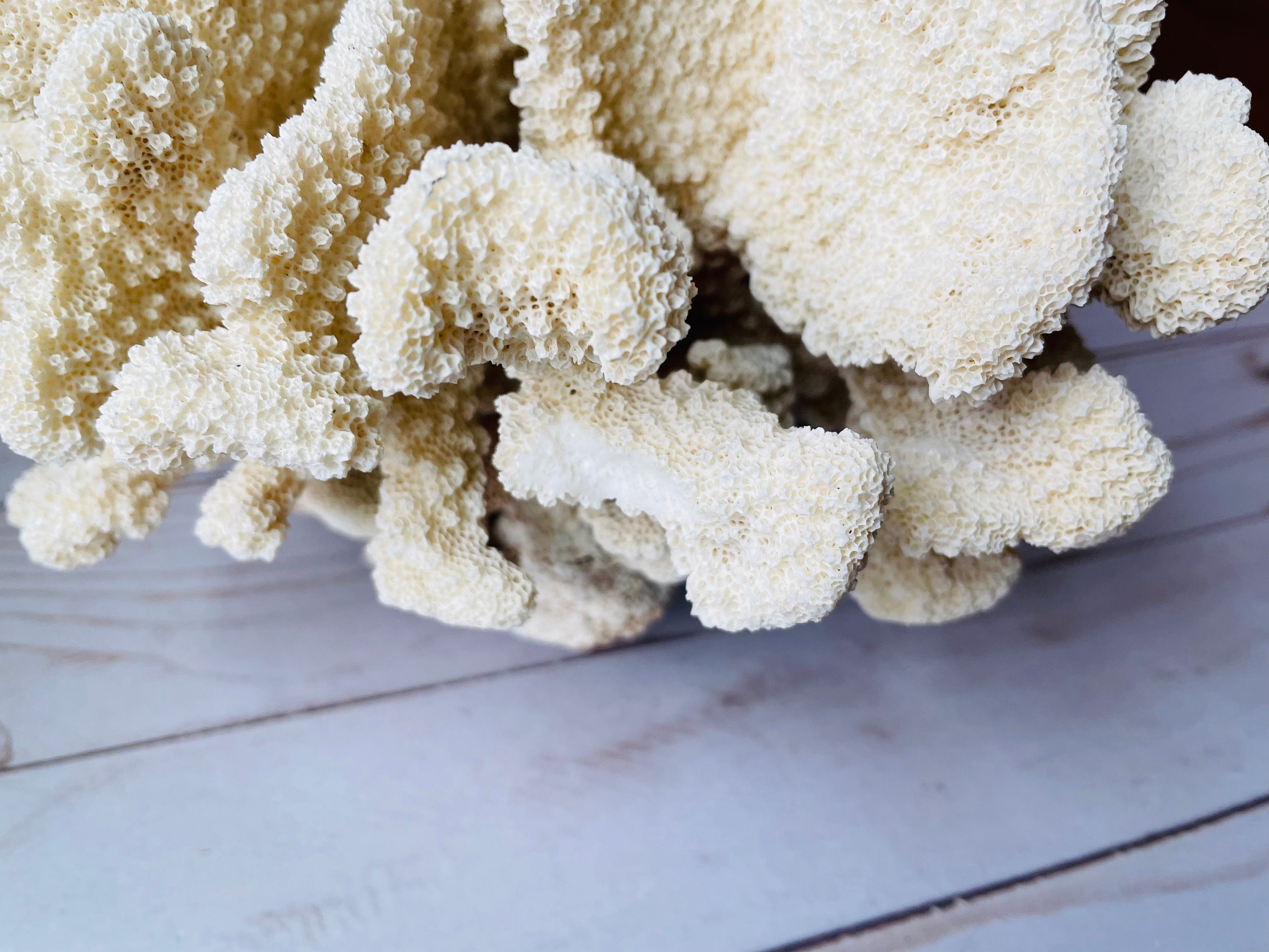 Natural Coral Specimen -  Canada