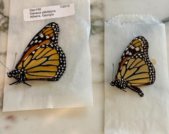 Natural Monarch Butterfly--Butterfly Specimen--Butterfly Home Decor--Real Butterfly